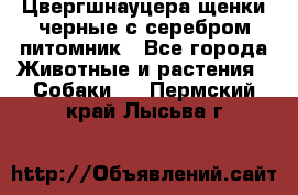 Цвергшнауцера щенки черные с серебром питомник - Все города Животные и растения » Собаки   . Пермский край,Лысьва г.